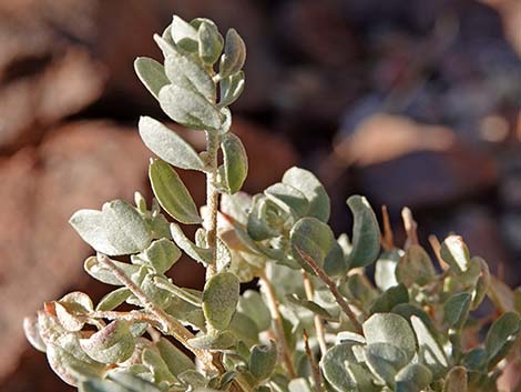 Spiny Hopsage (Grayia spinosa)