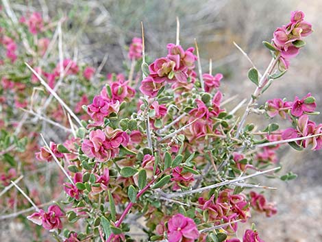 Spiny Hopsage (Grayia spinosa)