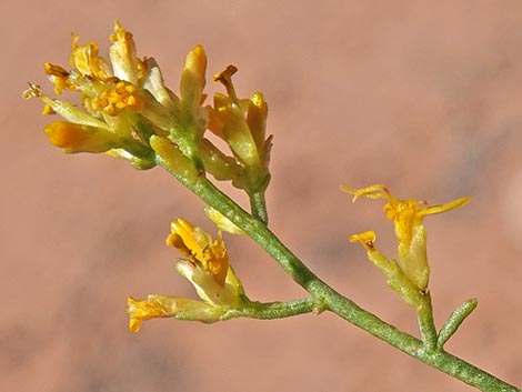 Threadleaf Snakeweed (Gutierrezia microcephala)