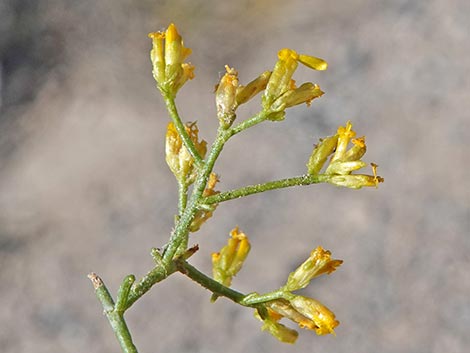 Threadleaf Snakeweed (Gutierrezia microcephala)