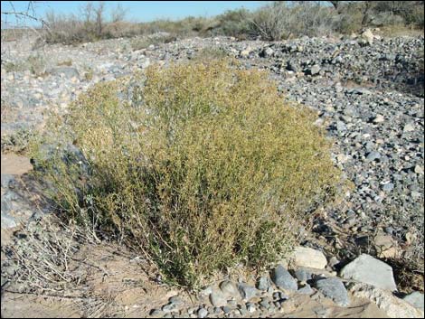 Broom Snakeweed (Gutierrezia sarothrae)