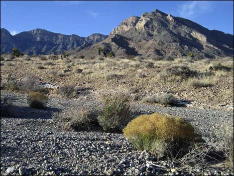 Broom Snakeweed (Gutierrezia sarothrae)