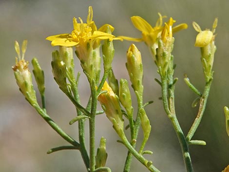 Broom Snakeweed (Gutierrezia sarothrae)