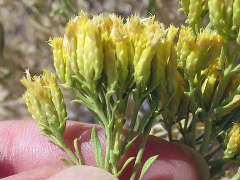 Broom Snakeweed (Gutierrezia sarothrae)