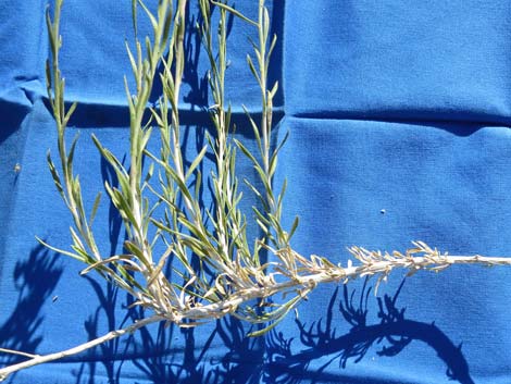 Broom Snakeweed (Gutierrezia sarothrae)