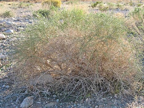 Burrobrush, Cheeseweed (Hymenoclea salsola)