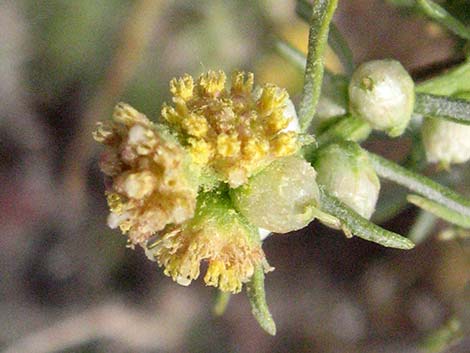 Burrobrush (Cheeseweed) (Hymenoclea salsola)