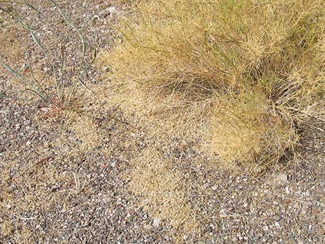 Burrobrush, Cheeseweed (Hymenoclea salsola)