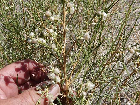 Burrobrush (Cheeseweed) (Hymenoclea salsola)