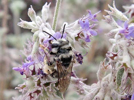 Desert Lavender (Hyptis emoryi)