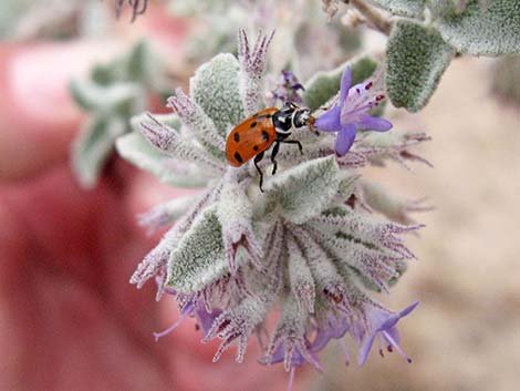 Desert Lavender (Hyptis emoryi)