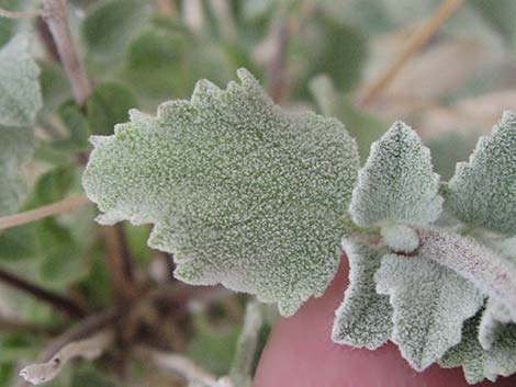 Desert Lavender (Hyptis emoryi)