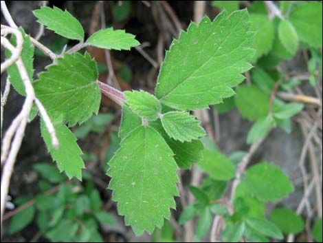 Fivepetal Cliffbush (Jamesia americana var. rosea)