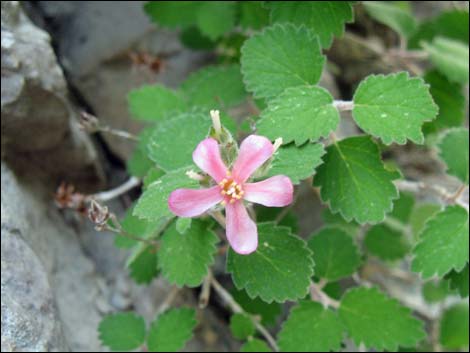 Fivepetal Cliffbush (Jamesia americana var. rosea)