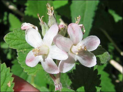 Fivepetal Cliffbush (Jamesia americana var. rosea)