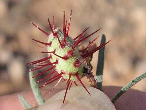 Littleleaf Ratany (Krameria erecta)