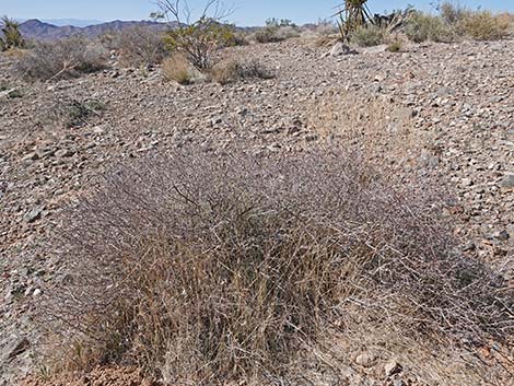 Littleleaf Ratany (Krameria erecta)