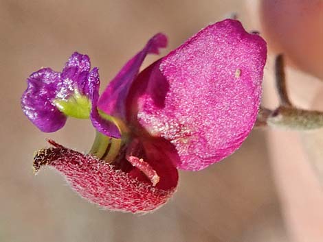 Littleleaf Ratany (Krameria erecta)