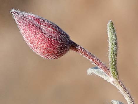 Littleleaf Ratany (Krameria erecta)