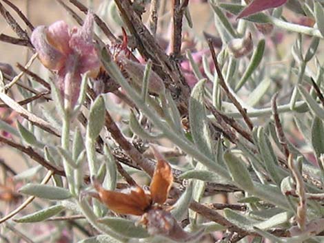 White Ratany (Krameria grayi)