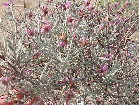 White Ratany (Krameria grayi)