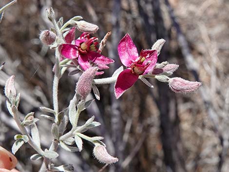 White Ratany (Krameria grayi)