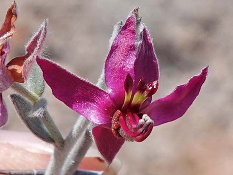 White Ratany (Krameria grayi)