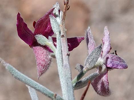 White Ratany (Krameria grayi)