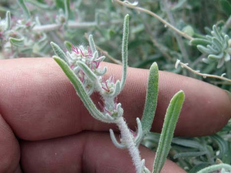 Winterfat (Krascheninnikovia lanata)