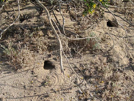 Creosote Bush (Larrea tridentata)