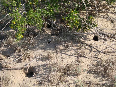 Creosote Bush (Larrea tridentata)