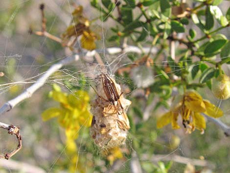 Creosote Bush (Larrea tridentata)