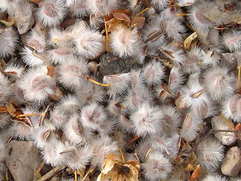 Creosote Bush (Larrea tridentata)