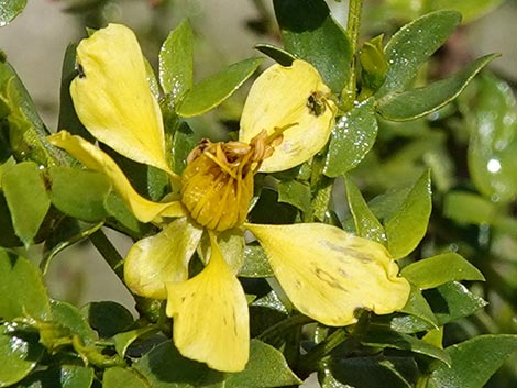 Creosote Bush (Larrea tridentata)