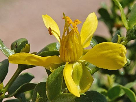 Creosote Bush (Larrea tridentata)