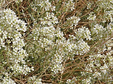 Desert Peppergrass (Lepidium fremontii)