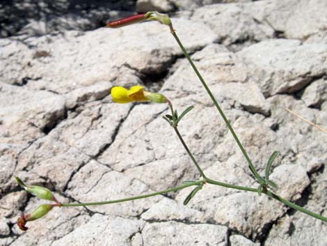 Rock Pea (Lotus rigidus)