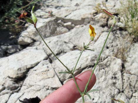 Rock Pea (Lotus rigidus)