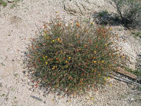 Rock Pea (Lotus rigidus)