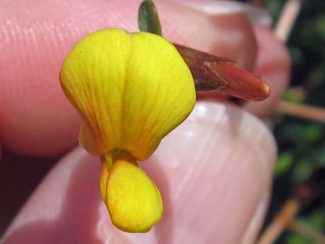 Rock Pea (Lotus rigidus)