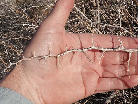 Anderson's Desert-thorn (Lycium andersonii)