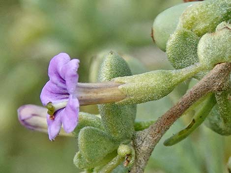 Anderson's Desert-thorn (Lycium andersonii)