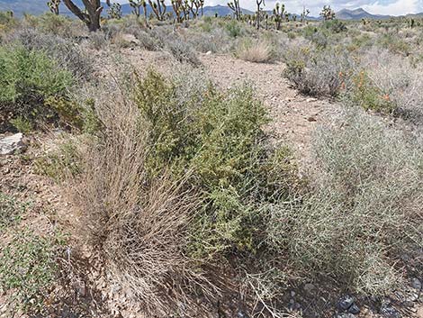 Anderson's Desert-thorn (Lycium andersonii)