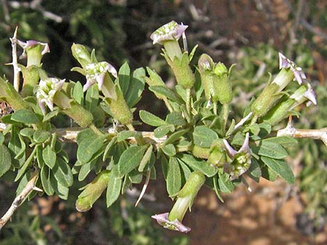 Peach Thorn (Lycium cooperi)