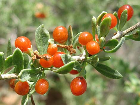 Peach Thorn (Lycium cooperi)