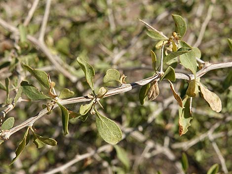 Peach Thorn (Lycium cooperi)