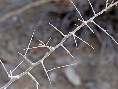 Peach Thorn (Lycium cooperi)