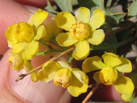 Fremont's Mahonia (Mahonia fremontii)