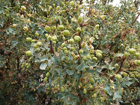 Fremont's Mahonia (Mahonia fremontii)