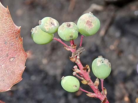 Creeping Barberry (Mahonia repens)